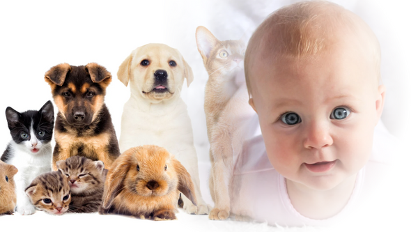 Pets and Newborns: Building a Beautiful Bond Safely 🐶👶💕