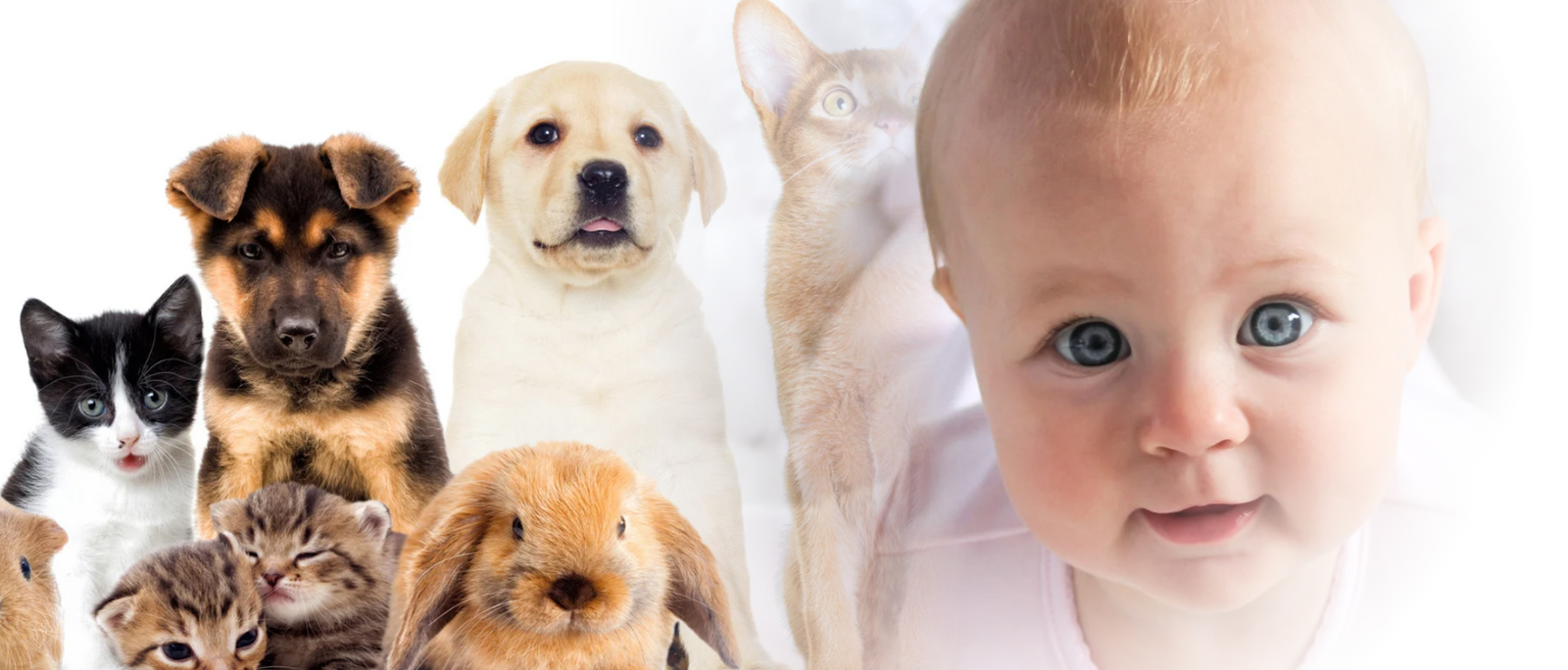 Pets and Newborns: Building a Beautiful Bond Safely 🐶👶💕